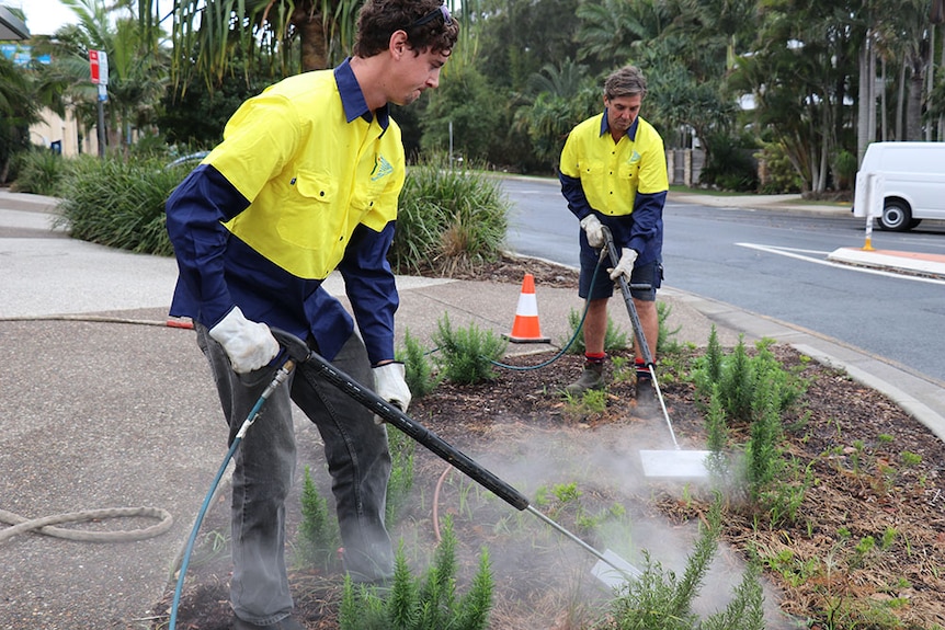 Two council workers use steam weeding in a garden bed.