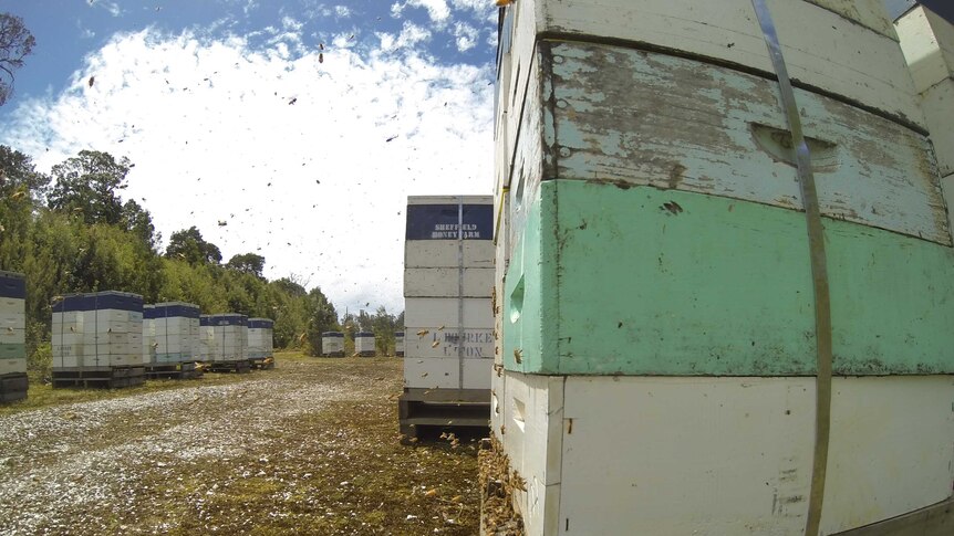 Beehives in new location