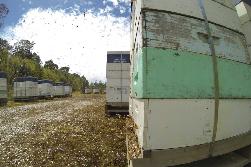 Beehives in new location