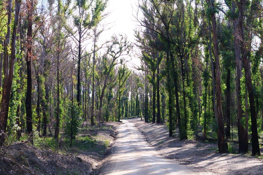 A dirt path lined by trees showing new growth.