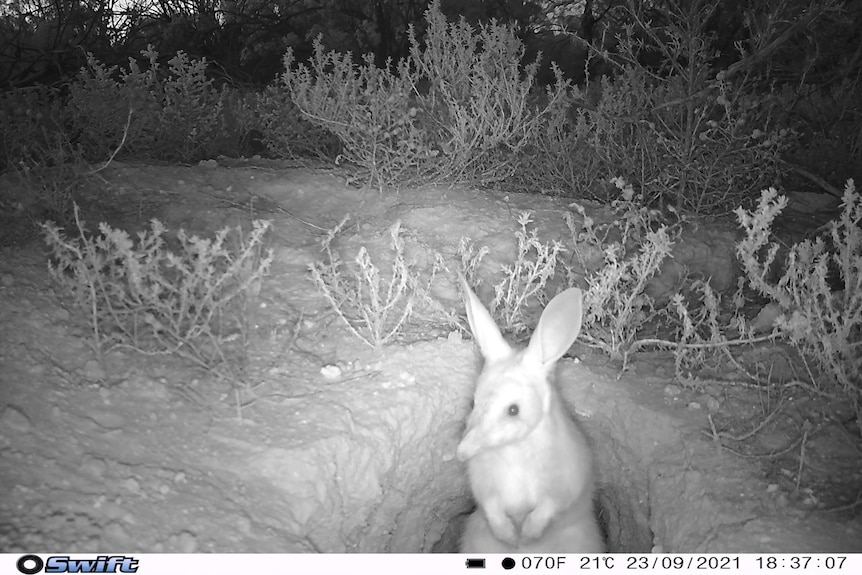A nighttime camera shot of a bilby sitting upright and looking just past the camera.