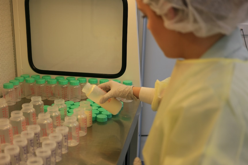 Woman in lab coat, gloves, hair cover pours breastmilk into baby bottles in a lab.