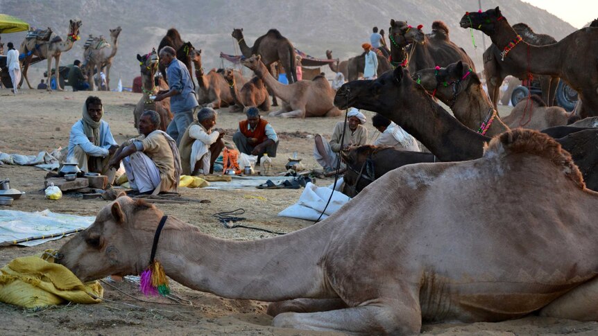 Camels and livestock traders settle down at the end of the day for a feed