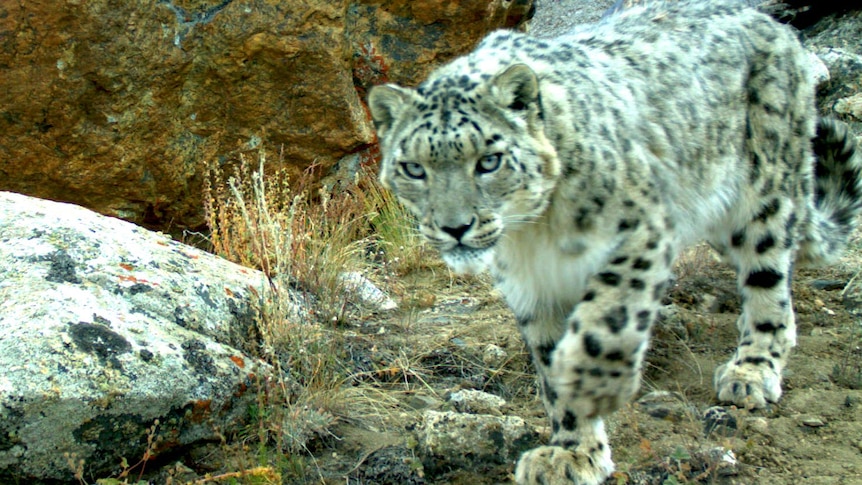 One of the few critically endangered snow leopards left in the wild, photographed in Tajikstan.