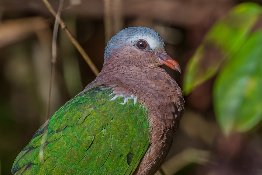 A close-up of a pigeon like bird with a green wing, grey-brown neck and chest and blue crown.