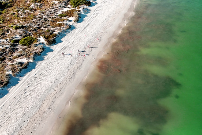 A drone picture showing brown and green murky water along the Mullaloo coastline. 