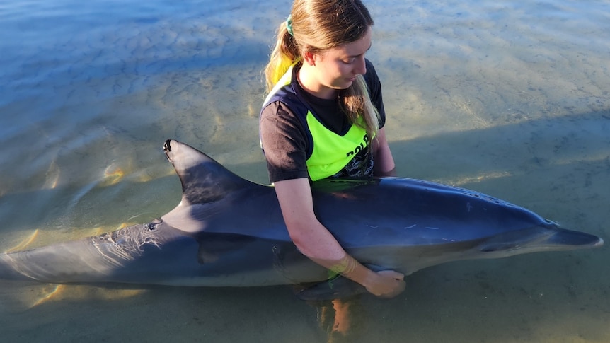 A woman holds small dolphin in water