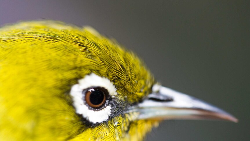 A shot in profile of a Lord Howe White-eye