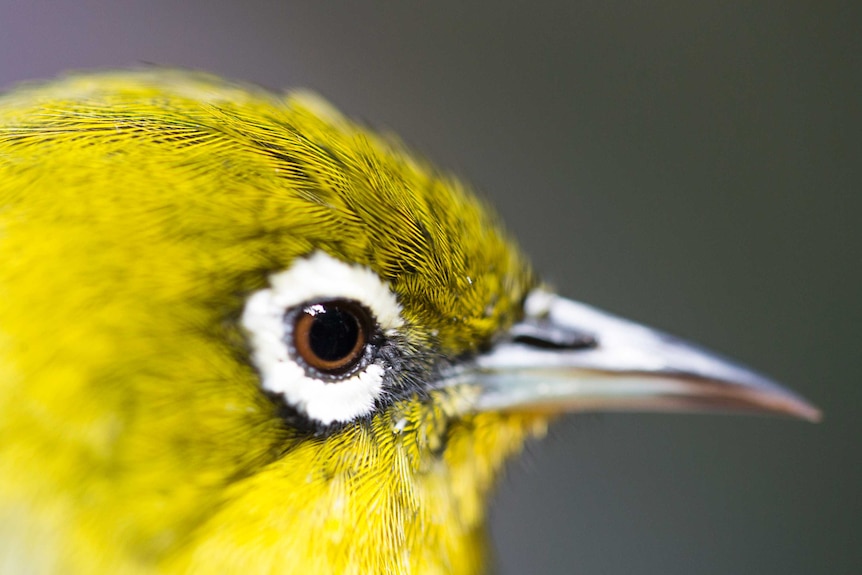 A shot in profile of a Lord Howe White-eye