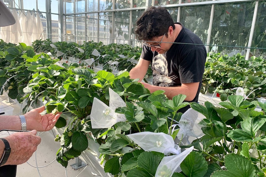 Two men bent over rows of strawberry plants in a greenhouse.