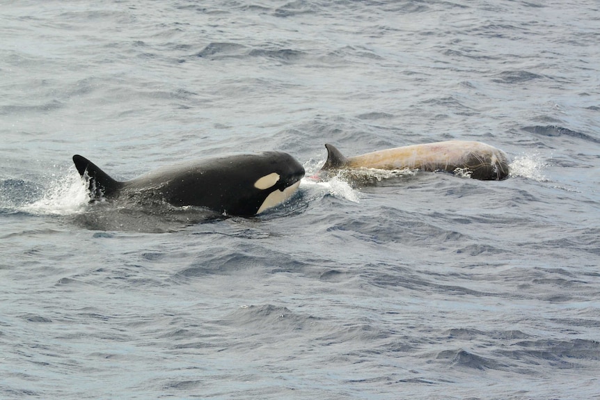 An orca in the ocean hunting down an injured Cuvier's beaked whale