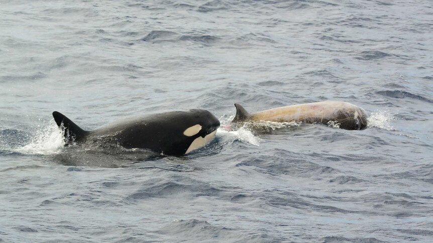 An orca in the ocean hunting down an injured Curvier's beaked whale