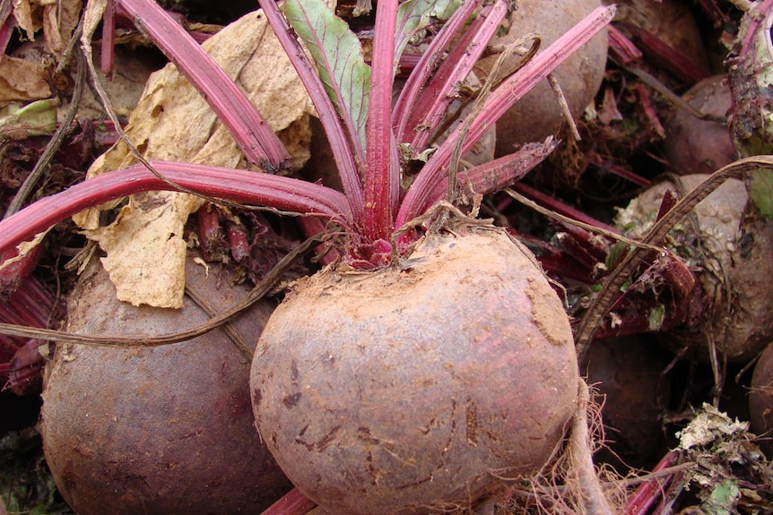 Freshly picked beetroot