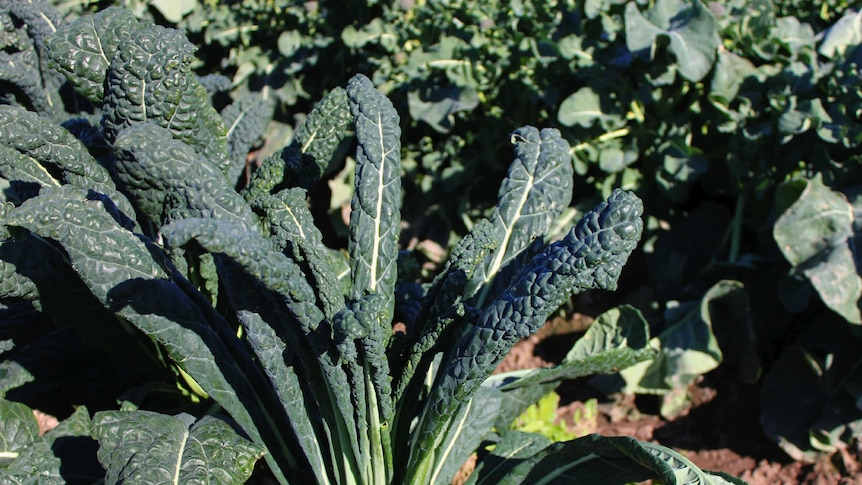 Kale's popularity among health-conscious consumers has only continued to rise in recent years.