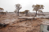 Drought-affected land in north-west Queensland has turned to mud after weekend rain.