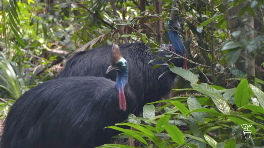 Two cassowaries in rainforest