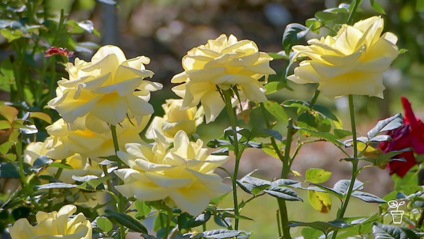 Lemon-coloured roses growing on rose bush