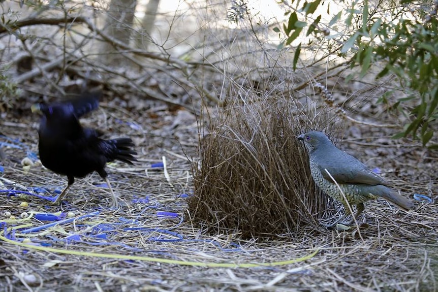Bright blue objects surround the bowerbird's bower.