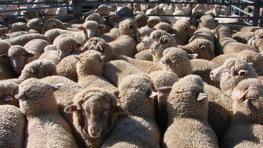 Sheep saleyards