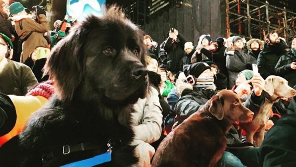 Dogs sit on tiered concert seating in Times Square.