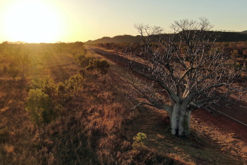 A large tree stands next to a highway as the sun rises.