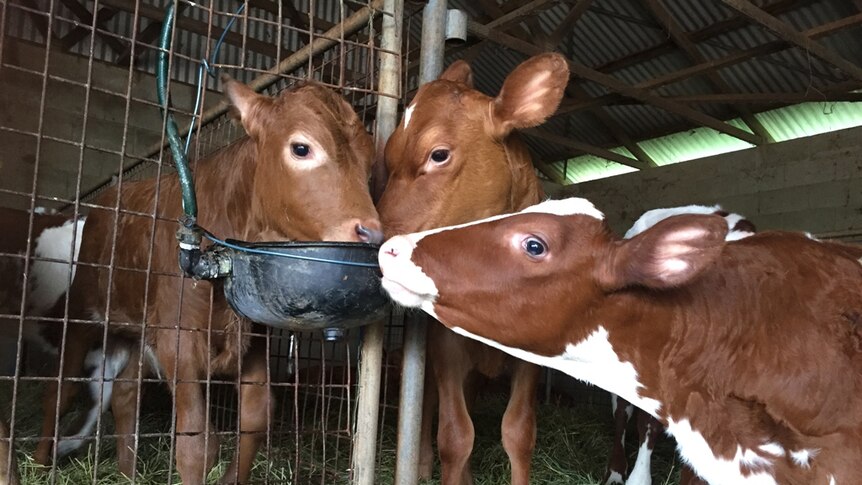 Hungry dairy calves lap up the luxury of the milking shed