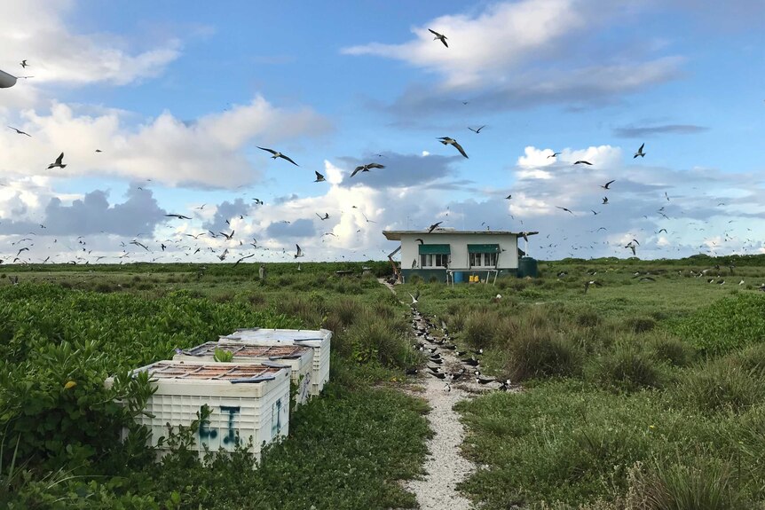 Potentially hundreds of birds are seen flying in a blue cloudy sky with a shack in the distance and green shrubbery.
