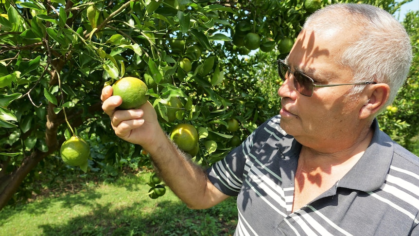 a man stands among lime trees, inspecting a lime held in his hand