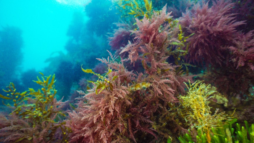 Asparagopsis sea weed under water
