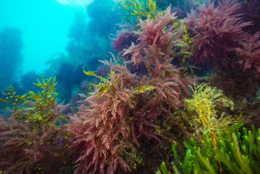 Asparagopsis sea weed under water