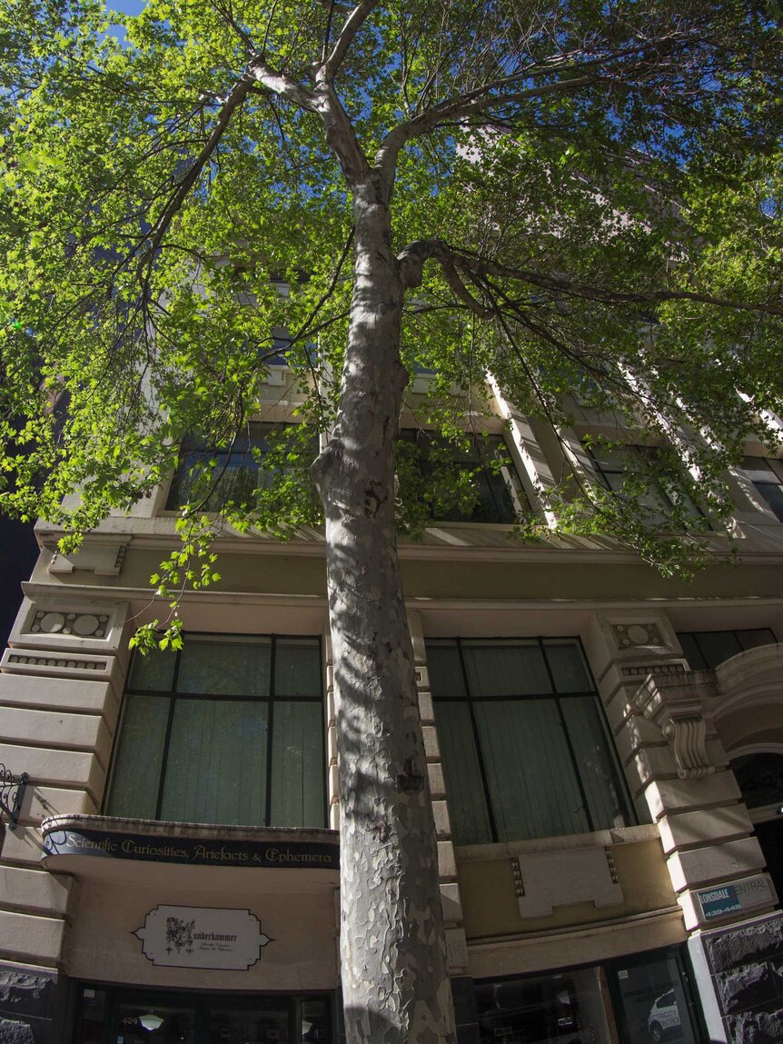 A tree grows in front of buildings in central Melbourne.