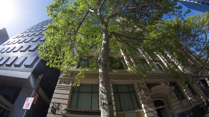 A tree grows in front of buildings in central Melbourne.