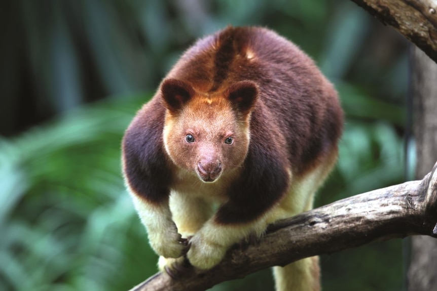 A Goodfellows tree kangaroo perched on a branch.