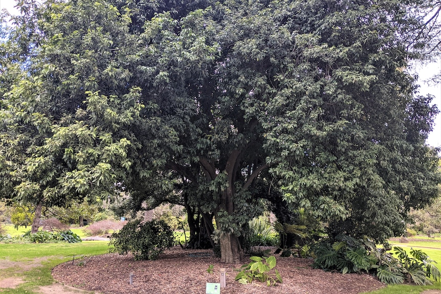 A large bushy tree in a garden