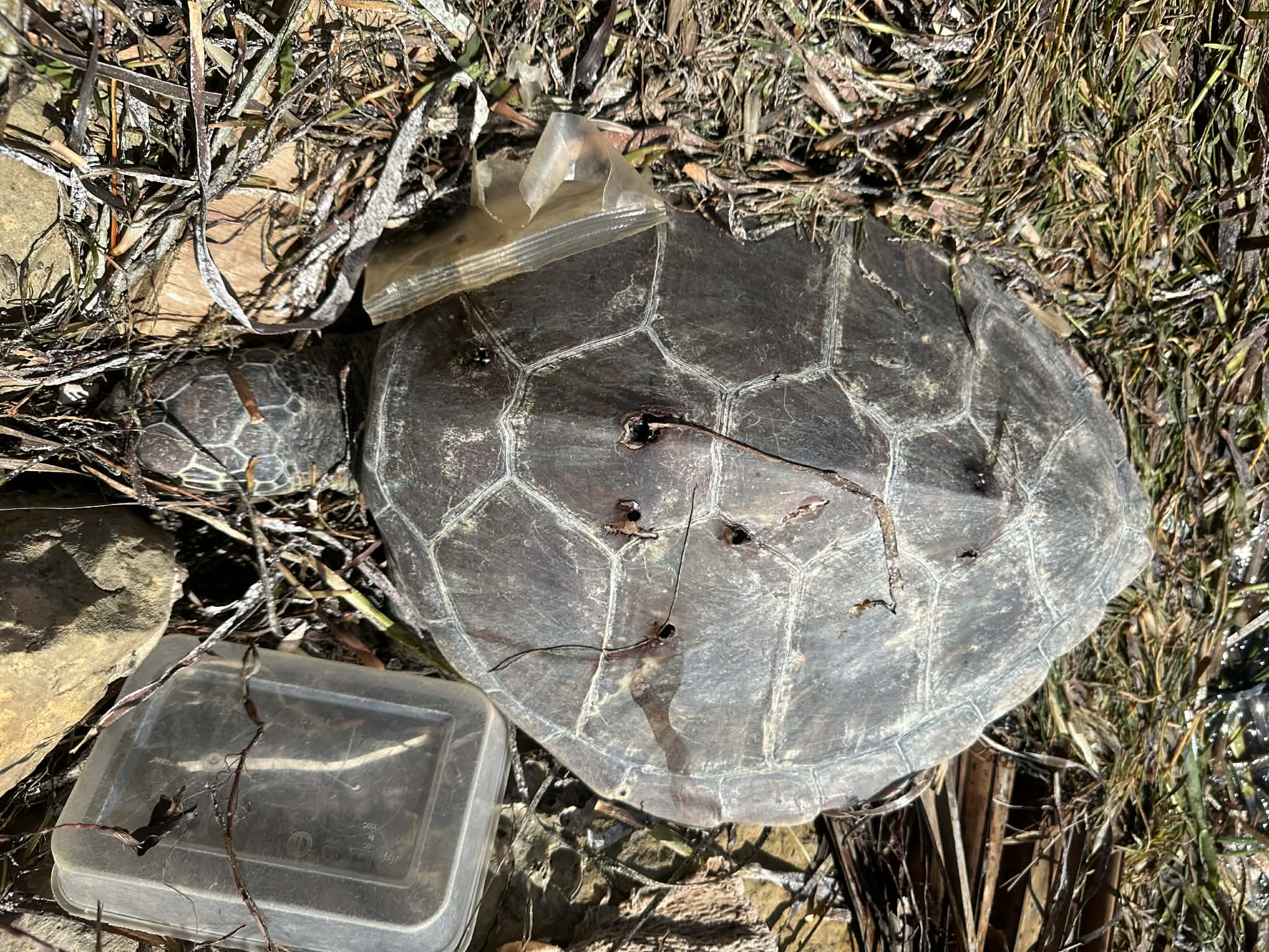Tartaruga em algas marinhas com oito facadas circulares.