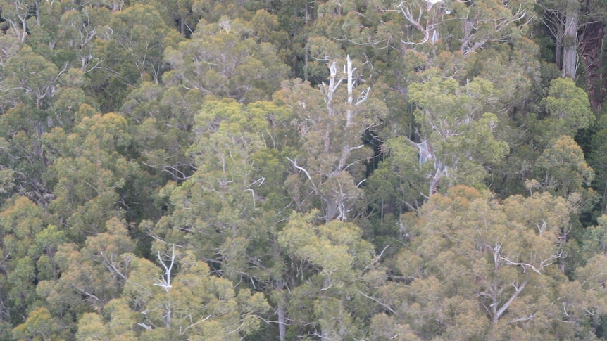 Trees in a Tasmanian forest.