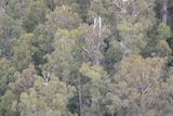 Trees in a Tasmanian forest.