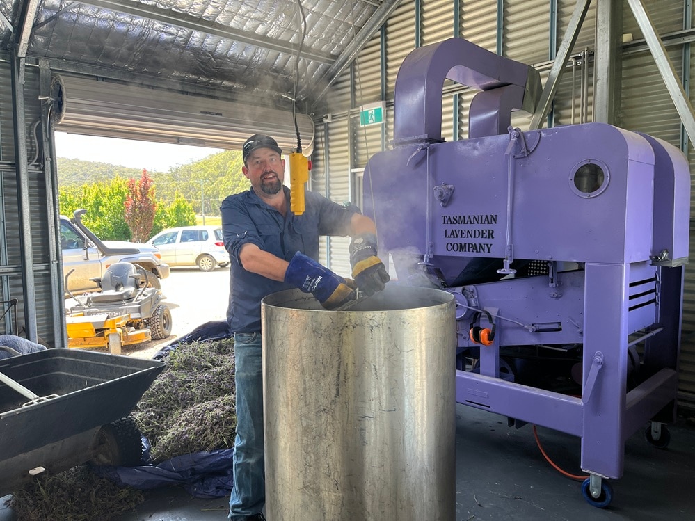The heady scent of lavender as the harvest begins