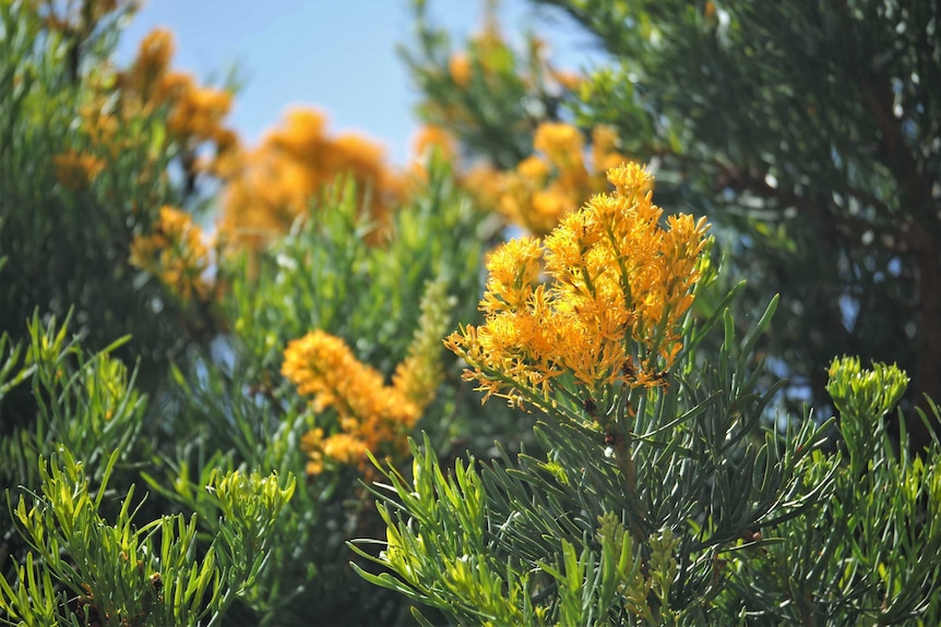 A yellow flower among green leaves.