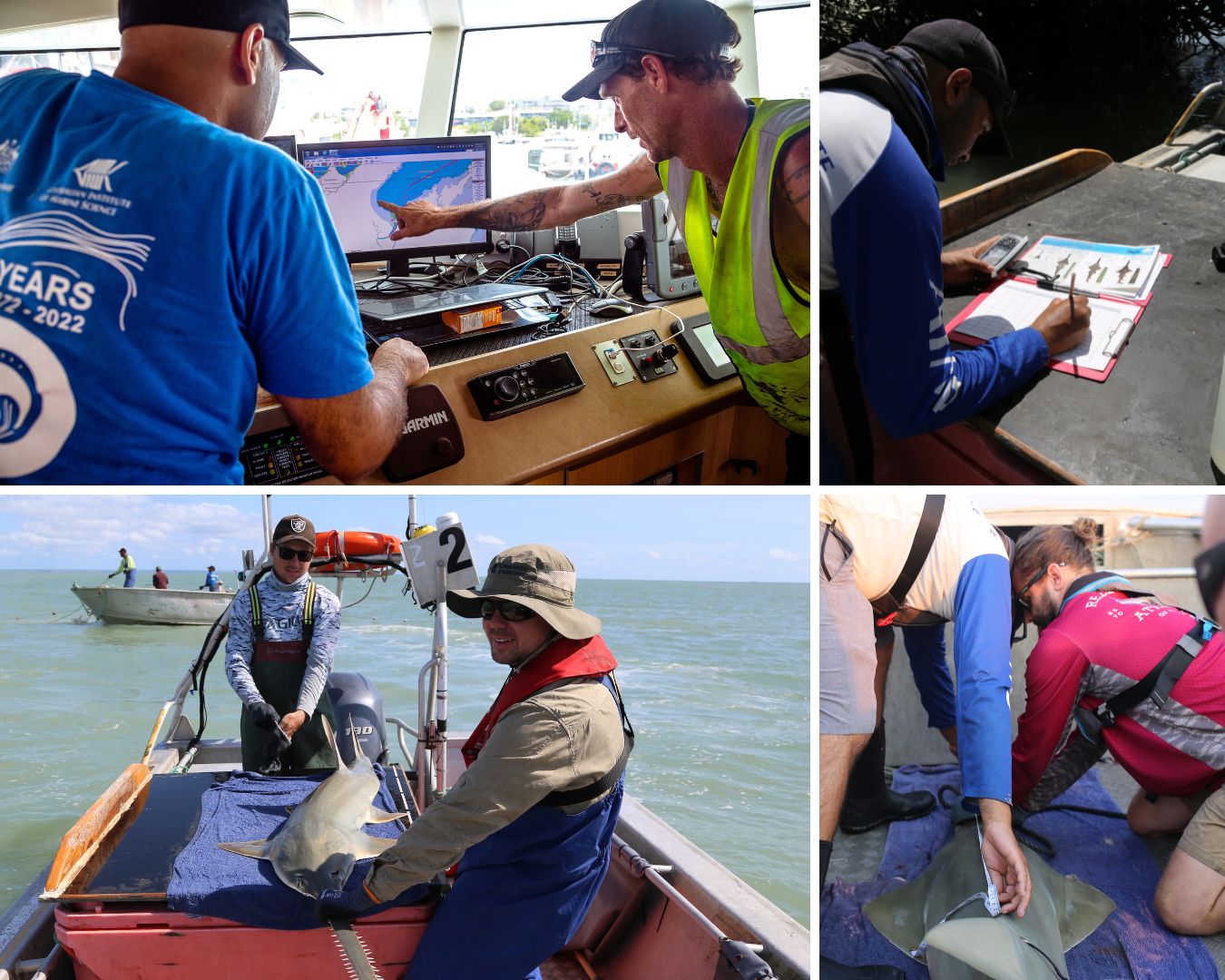 A four photo collage of men working to catch and tag sawfish on boats.