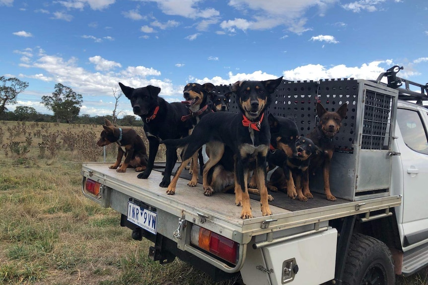 Six black and brown kelpie working dogs on the back of a ute in a paddock