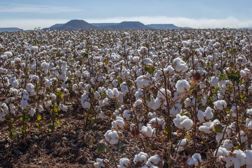 A paddock of dryland cotton with hills in the background.