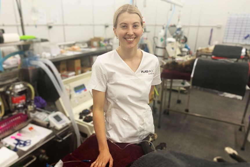 A woman in vet scrubs stands by a bed where an anaesthetised greyhound sleeps.