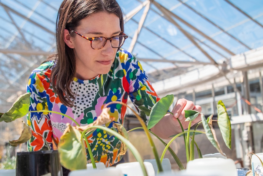 Woman wearing bright coloured tshirt inspects plants in glasshouse 