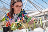Woman wearing bright coloured tshirt inspects plants in glasshouse 