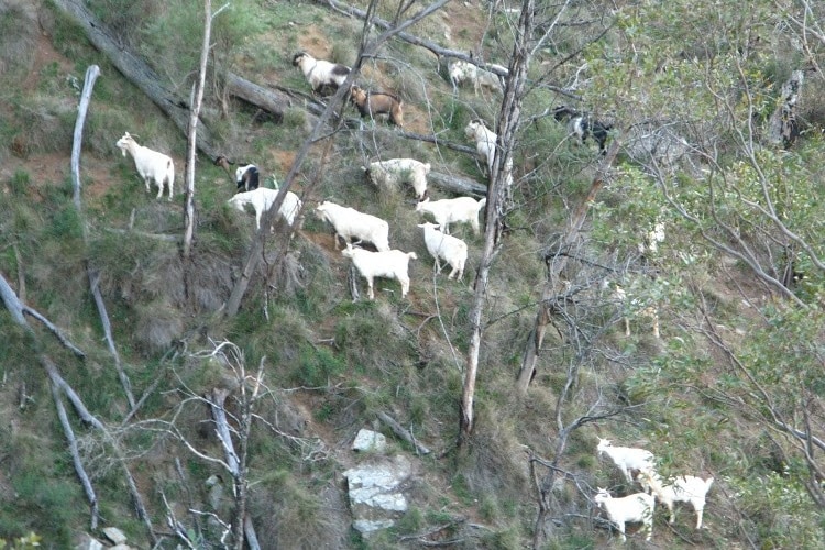 A number of white goats stand on a hillside.