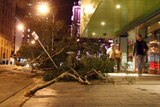 Pedestrians walk past damaged trees and a street sign on George St in Brisbane on November 20, 2008,