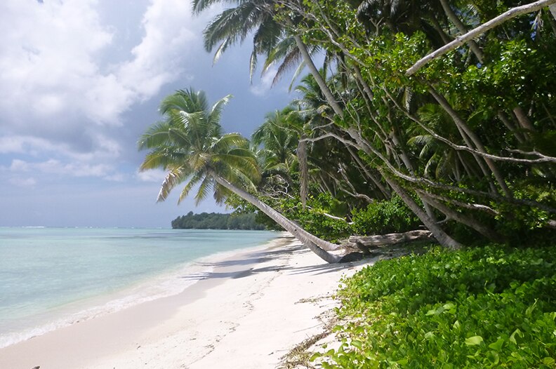 Palm trees lean over the sandy beach.