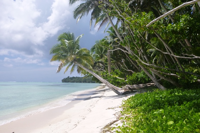 Palm trees lean over the sandy beach.