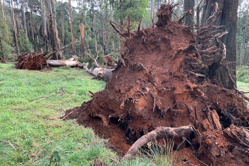 A close up of a fallen tree with its roots. 